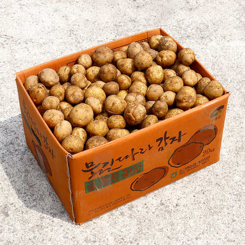 2023년 2차 선별된 햇 왕특 감자 두백감자 20kg 박스 국산