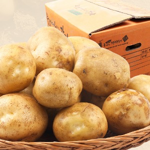 2023년 2차 선별된 햇 왕특 감자 두백감자 20kg 박스 국산